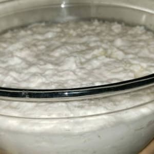 May include: A glass bowl filled with a white, foamy substance. The substance appears to be a sourdough starter.