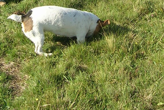 Dessin Chien Noir Et Blanc Jack Russel Imprimer Art Mural Dessin Animaux Imprimé Animal De Chambre Denfant Personnalisé Dessin Animaux De