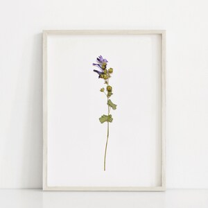 Purple flower printable art, herbarium art, floral art print, botanical art print, flower wall art, botanical poster, dried flower printable