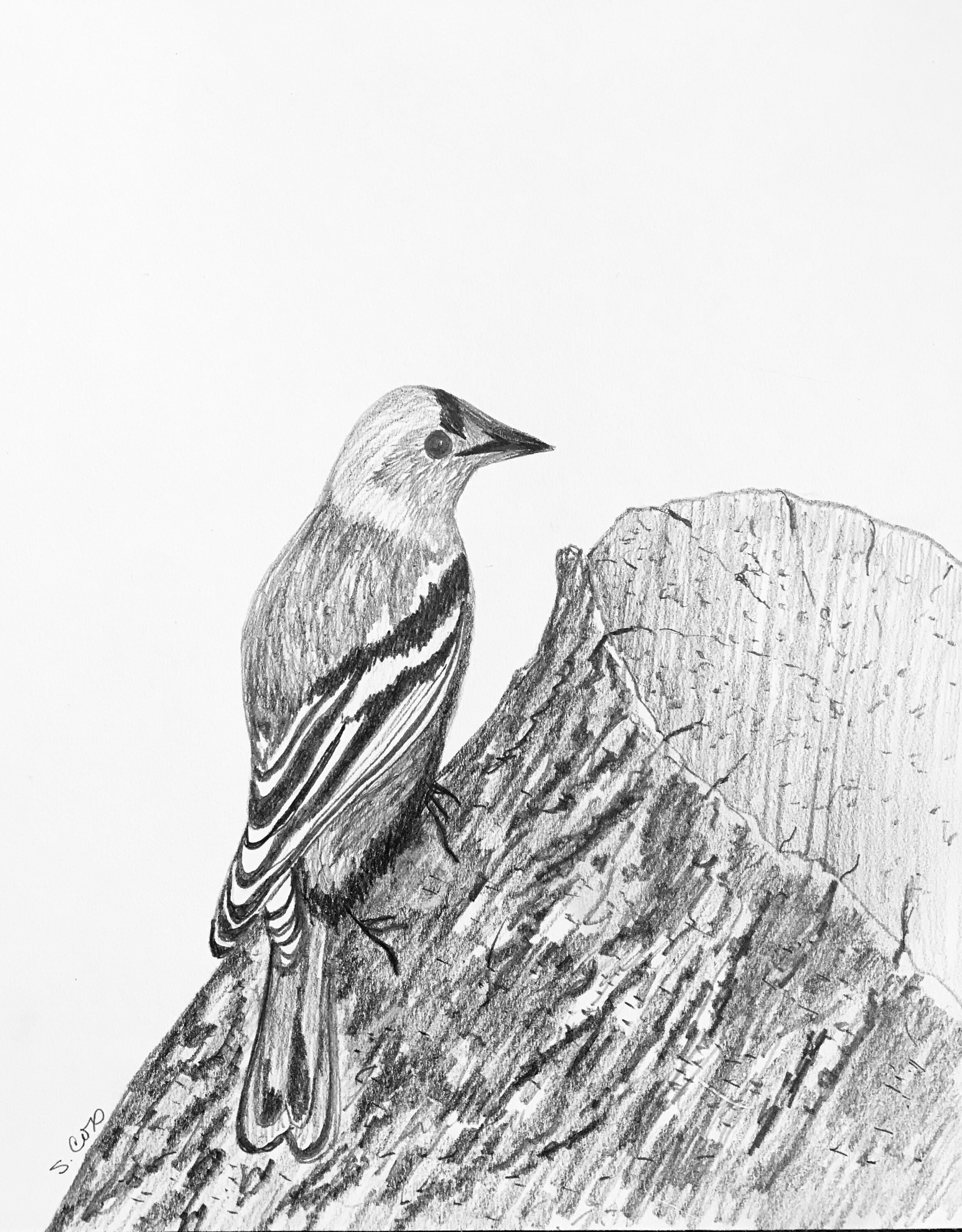 picture Drawings Easy Nature Black And White Paintings bird drawing nature pencil drawing of my original bird illustration black and white art sketch of a skylark graphite art