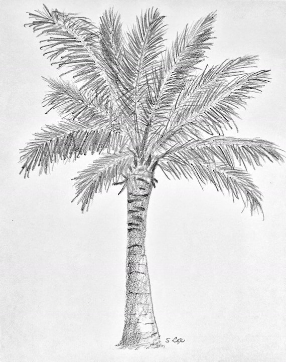 100,000 Palm pencil drawing Vector Images | Depositphotos