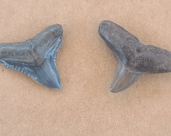 Studded Shark Teeth