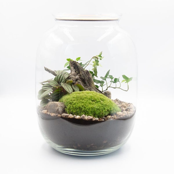 DIY Large - Terrarium fermé Little Forest | Plante d’intérieur unique | Eco Bonsaï | Pot naturel | Anniversaires | Anniversaire | Désherbage | Cadeau