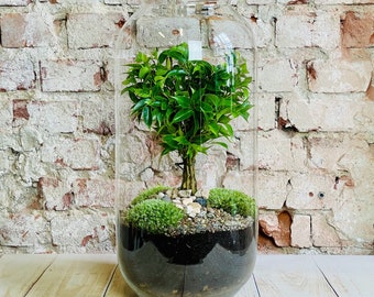 DIY Extra Large  - Closed Terrarium Tree | Unique House Plant | Eco Bonsai | Natural Jar | Anniversaries | Birthday Gift Idea!