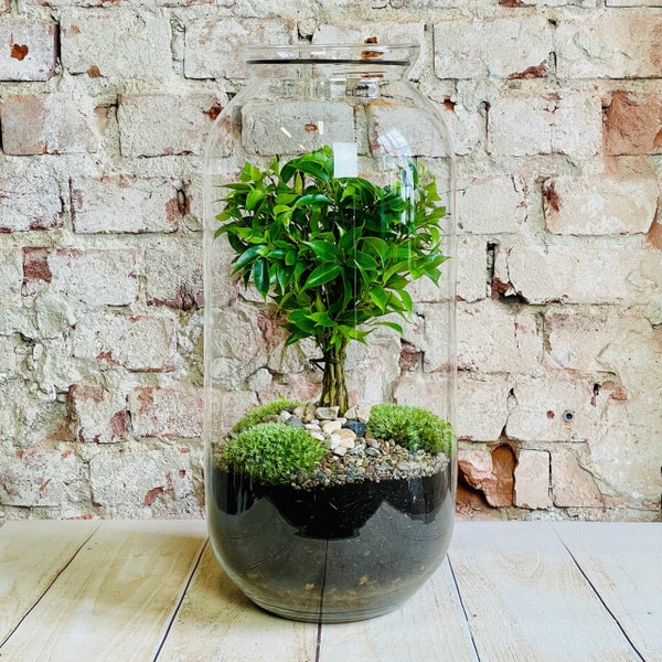 DIY Extra Large  - Closed Terrarium Tree | Unique House Plant | Eco Bonsai | Natural Jar | Anniversaries | Birthday Gift Idea!