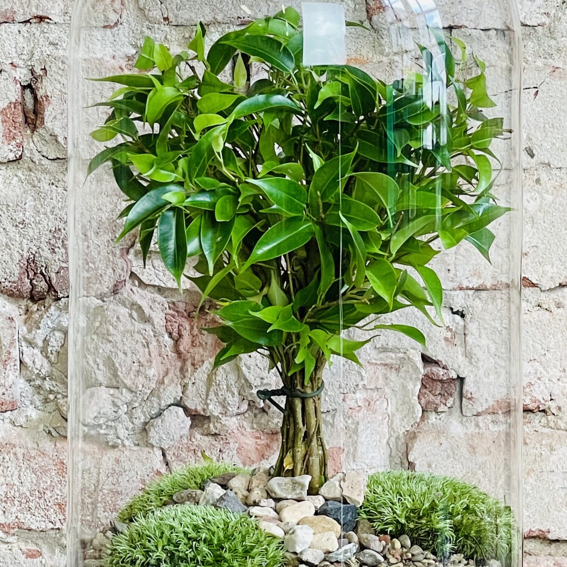 Extra Large Closed Terrarium Tree Unique House Plant Etsy