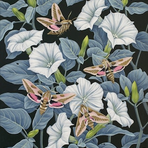 Giclee Art Print - Moths and Moonflowers
