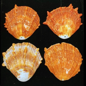 Natural Spiny Oyster Shell Druzy Shell Free Size (Orange/Red)