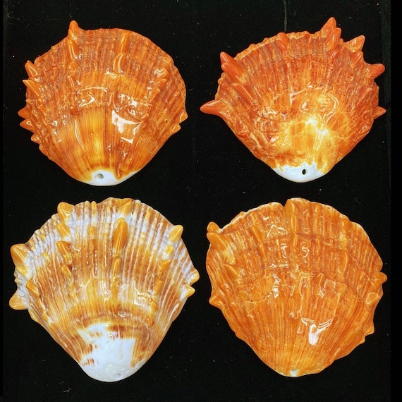 Perle de coquille d'huître épineuse naturelle 6 mm Forme ronde