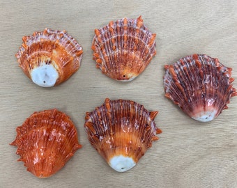 Spiny Oyster Shell Druzy Shell Free Size (oranje/rood/paars)