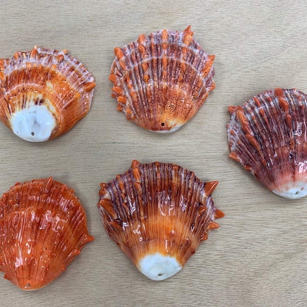 Spiny Oyster Shell Druzy Shell Free Size (oranje/rood/paars)