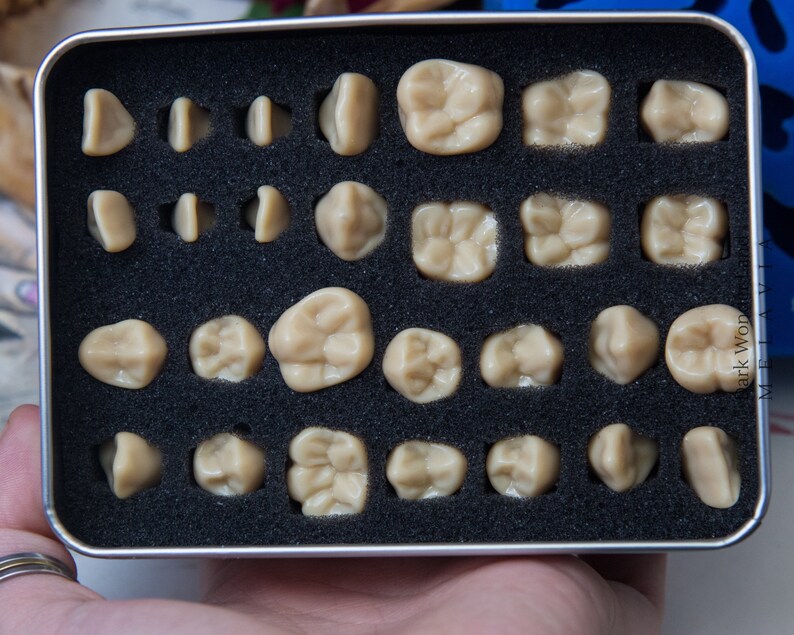 Mold human teeth set of 28 teeth Etsy