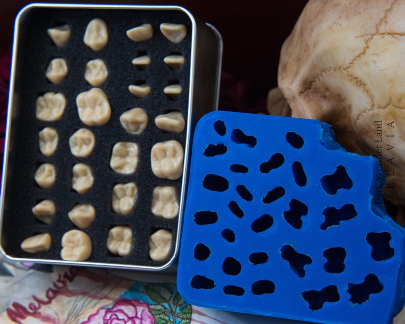 Mold human teeth set of 28 teeth Etsy