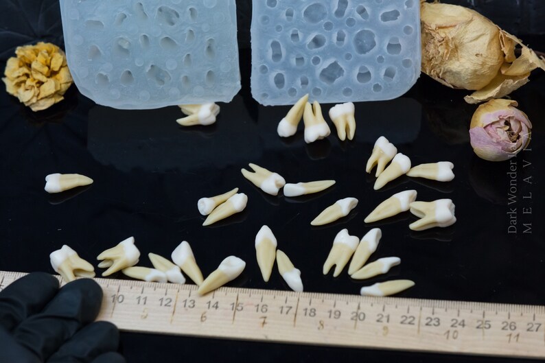 Mold 3D human teeth set of 28 teeth with tooth roots Etsy