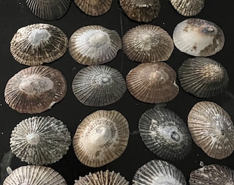OPIHI SHELLS HAWAIIAN limpet