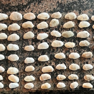 Hawaiian clam shells small 80 pieces