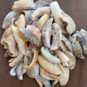 Cowry shell 2-21/2” lips 100 pieces lot 2