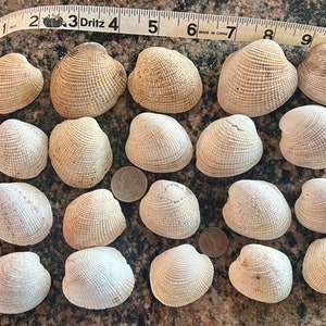 Hawaiian clam shells