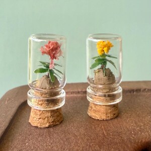 May include: Two miniature glass bottles with cork stoppers, each housing a preserved flower. One flower is coral, the other is yellow. The flowers are displayed on a small mound of soil within the clear glass bottles.