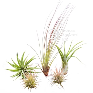 Air Plant - STARTER SET - 5 Plants - Beginners Kit Collection - Tillandsia live house decoration, No Soil - airplant easy care