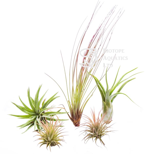 Conjunto para Iniciantes com 5 Tillandsias (Plantas Aéreas) - Coleção de Plantas de Interior - Tamanho Grande