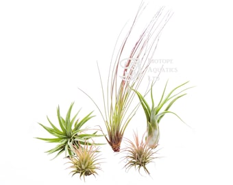 Air Plant - STARTER SET - 5 Plants - Beginners Kit Collection - Tillandsia live house decoration, No Soil - airplant easy care