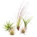 see more listings in the Air plant collections section