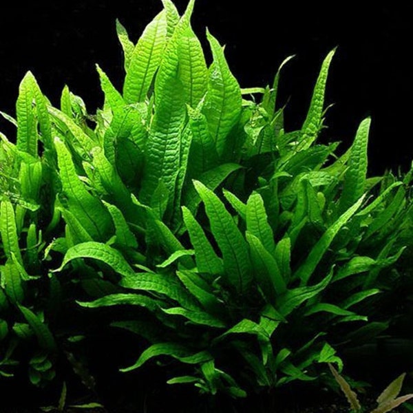Java Fern - Microsorium Pteropus - Easy Care Live Aquarium Plant - fish tank decoration - tie to bogwood, wood or rocks