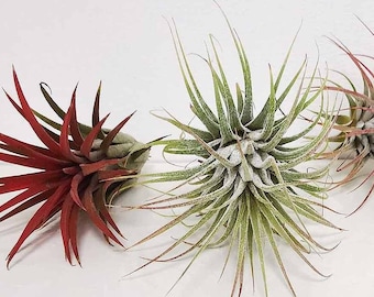 3 x Ionantha Airplant - Rojo + Verde + Rosa - Tillandsia Iona Rubra Scaposa - Plantas vivas rojas para jardín de casa