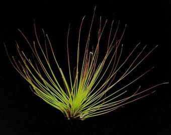 Grande Tillandsia JUNCIFOLIA impianto d'aria - impianto aereo - decorazione della casa di cura facile - utilizzare con muschio di renna artificiale