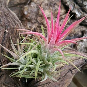 Luftpflanze IONANTHA - GROSSE AUSWAHL - Einfache Pflege Kein Boden erforderlich! - Tillandsia Haus Büro Terrarium Luftpflanze für Rentiermoos