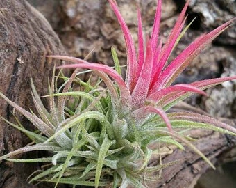 Air Plant IONANTHA - HUGE RANGE - Easy Care No Soil Required! - Tillandsia house office terrarium airplant for reindeer moss