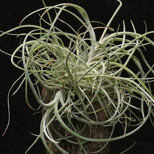 BAILEYI air plant silver tillandsia airplant easy care house decoration use with artificial reindeer moss image 2