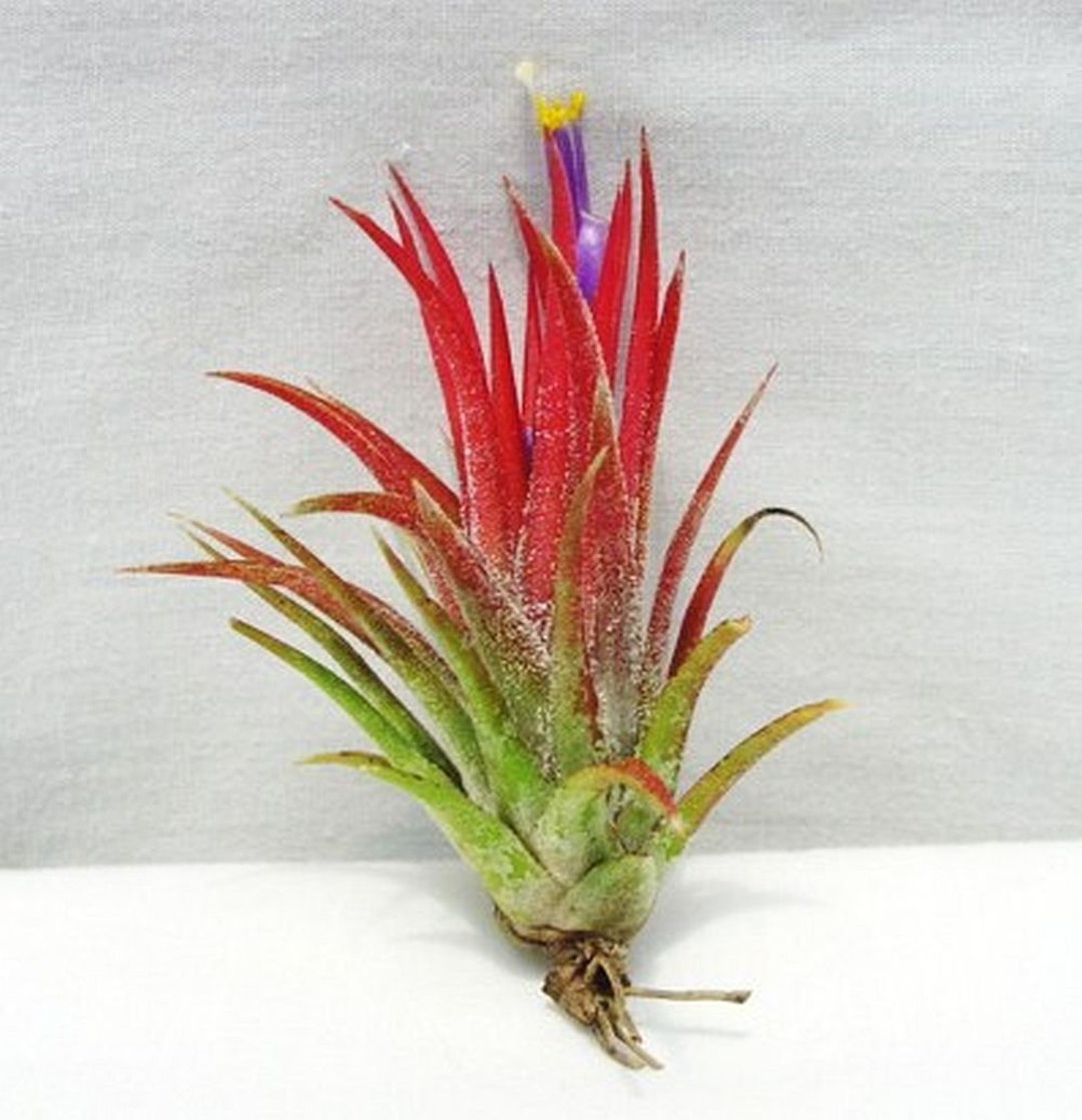 Tillandsia ionantha 'Mexican Zebra' (TF8351) ティランジア Tillandsia ionantha 'Mexican Zebra' (TF8351) ティランジア