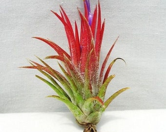 IONANTHA MEXICO pianta aerea rara - tillandsia rossa - pianta aerea - decorazione per la casa di facile manutenzione - da usare con muschio di renna artificiale