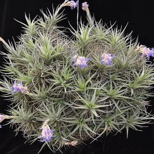 Tillandsia BERGERI RARE air plant blue violet flower airplant easy care house decoration use with artificial reindeer moss image 3