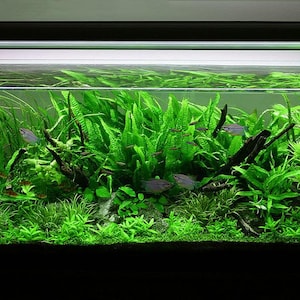 May include: A freshwater aquarium featuring a range of green plants and small silver fish swimming in the water. The tank has a black frame and a light fixture on top.