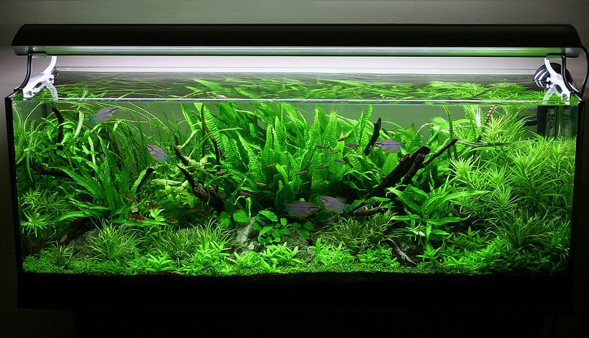 Cold water fish plants hotsell