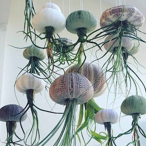 2 x Floating Jellyfish Sea Urchins (set of 2) including Tillandsia Living Air Plant - Hanging shell with live airplant - house bathroom gift