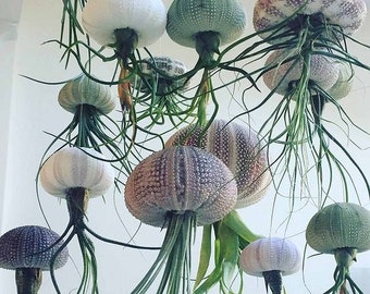 Air Purifying Hanging air plant - floating jellyfish sea urchin shell - live tillandsia airplant - house bathroom decoration gift
