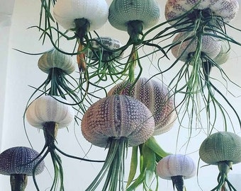 Birthday, Mothers Day, Wedding Gift - Air Purifying Hanging air plant - floating jellyfish sea urchin shell - live tillandsia airplant