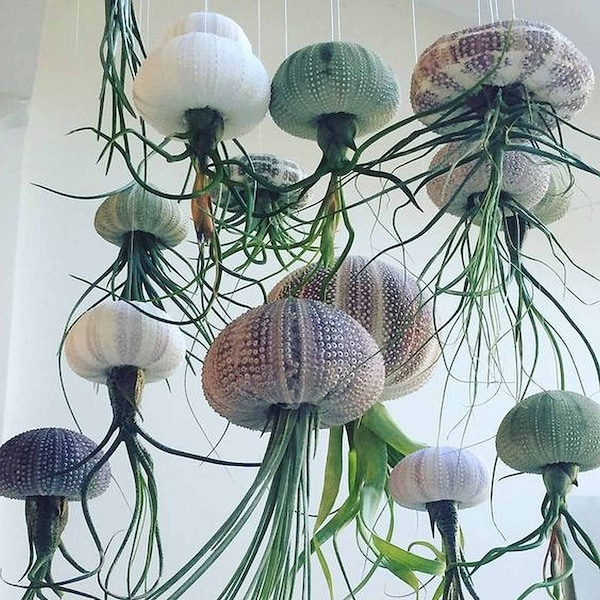 Purificación de aire Planta de aire colgante - medusa flotante Concha de erizo de mar - planta aérea de tillandsia viva - regalo de decoración de baño de la casa