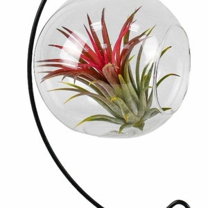 DIY Glass Terrarium Air Plant Kit - Hanging Glass Ball & Large Airplant - Tillandsia House Plant Ornament