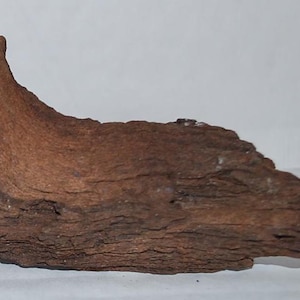 May include: A piece of dark brown driftwood with a rough, textured surface. The wood has a natural, organic shape and is perfect for use in a terrarium or as a decorative element.