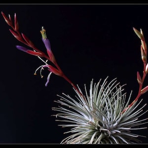 RARE Tillandsia FUCHSII GRACILIS - Argentea airplant - easy care house decoration - use with artificial reindeer moss