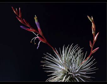 RARA Tillandsia FUCHSII GRACILIS - Pianta aerea Argentea - decorazione per la casa di facile manutenzione - da usare con muschio di renna artificiale