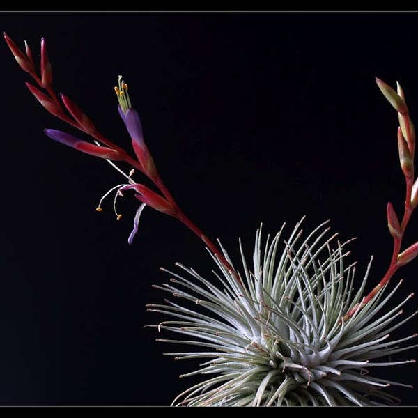 RARE Tillandsia FUCHSII GRACILIS - Argentea airplant - easy care house decoration - use with artificial reindeer moss