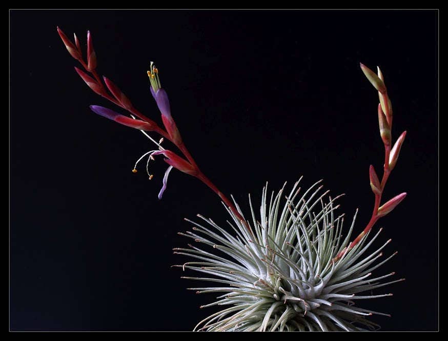 Tillandsia argentea - Etsy 日本