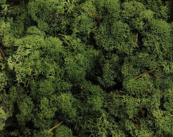 Artificial Moss | TREE DARK GREEN - preserved reindeer moss for air plants, tillandsia, floristry, hanging basket, airplant decoration