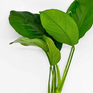 May include: A close-up shot of a green plant with large, glossy leaves. The leaves display visible veins and are arranged around slender, green stems. The plant's base reveals yellow roots, set against a clean white background. A botanical specimen.